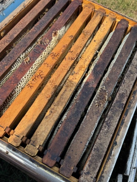 Detailed view of golden honeycomb frames rich with honey